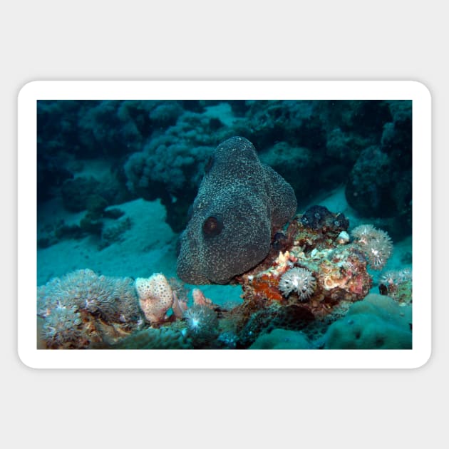 coral reef in the sea Sticker by likbatonboot